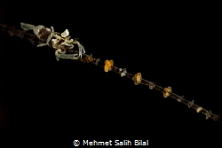 Wire coral commensal shrimp. by Mehmet Salih Bilal 